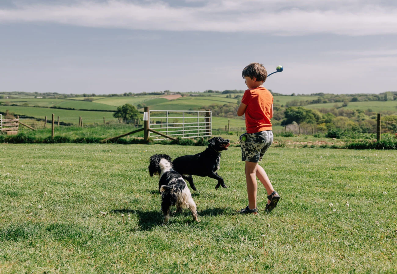 boy throwing ball for dogs