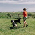 boy throwing ball for dogs