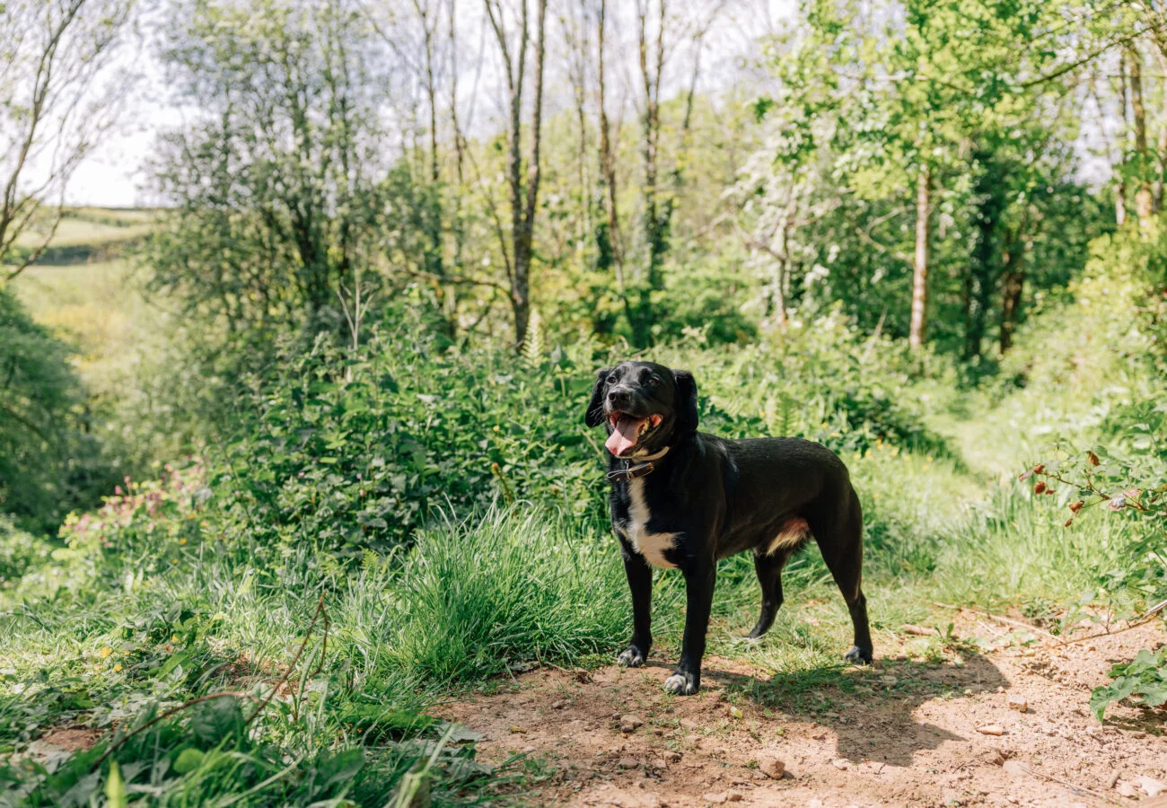 dog in forest next to Yeatheridge Farm