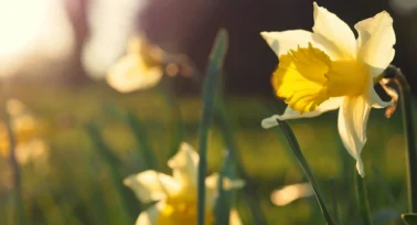 daffodil