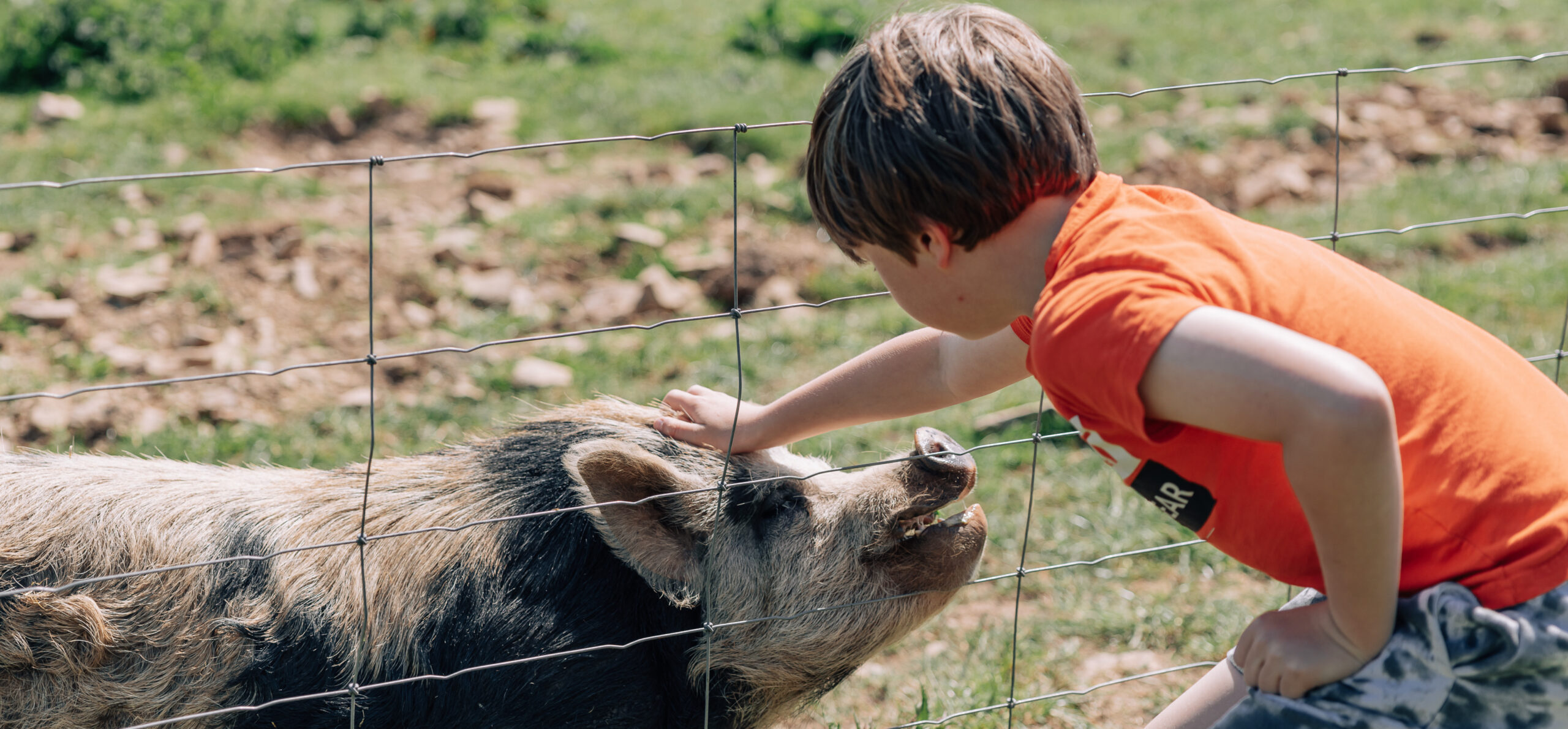 boy stroking pig at yeatheridge farm