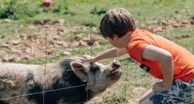 boy stroking pig at yeatheridge farm
