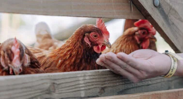 feeding the chickens at yeatheridge farm