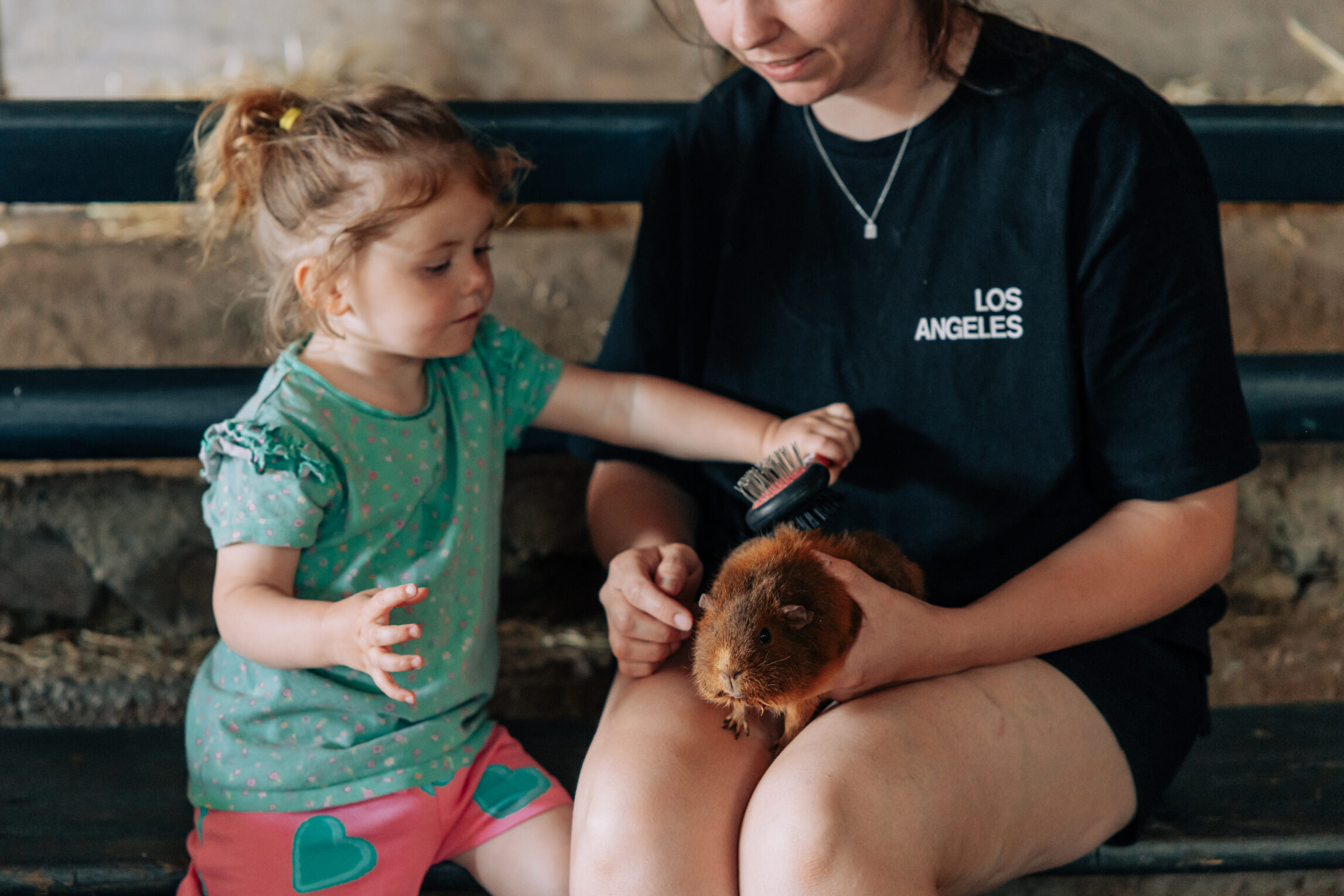 handling guinea pigs at yeatheridge