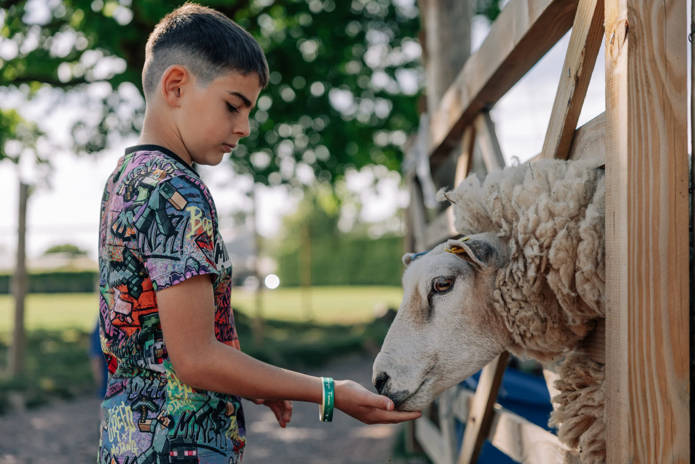 boy feeding sheep