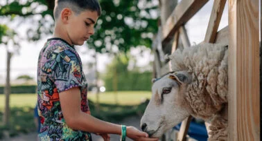boy feeding sheep