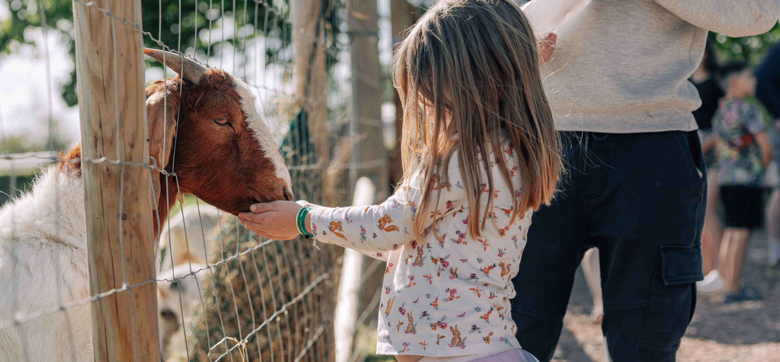 little girl feeding goats