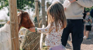 little girl feeding goats