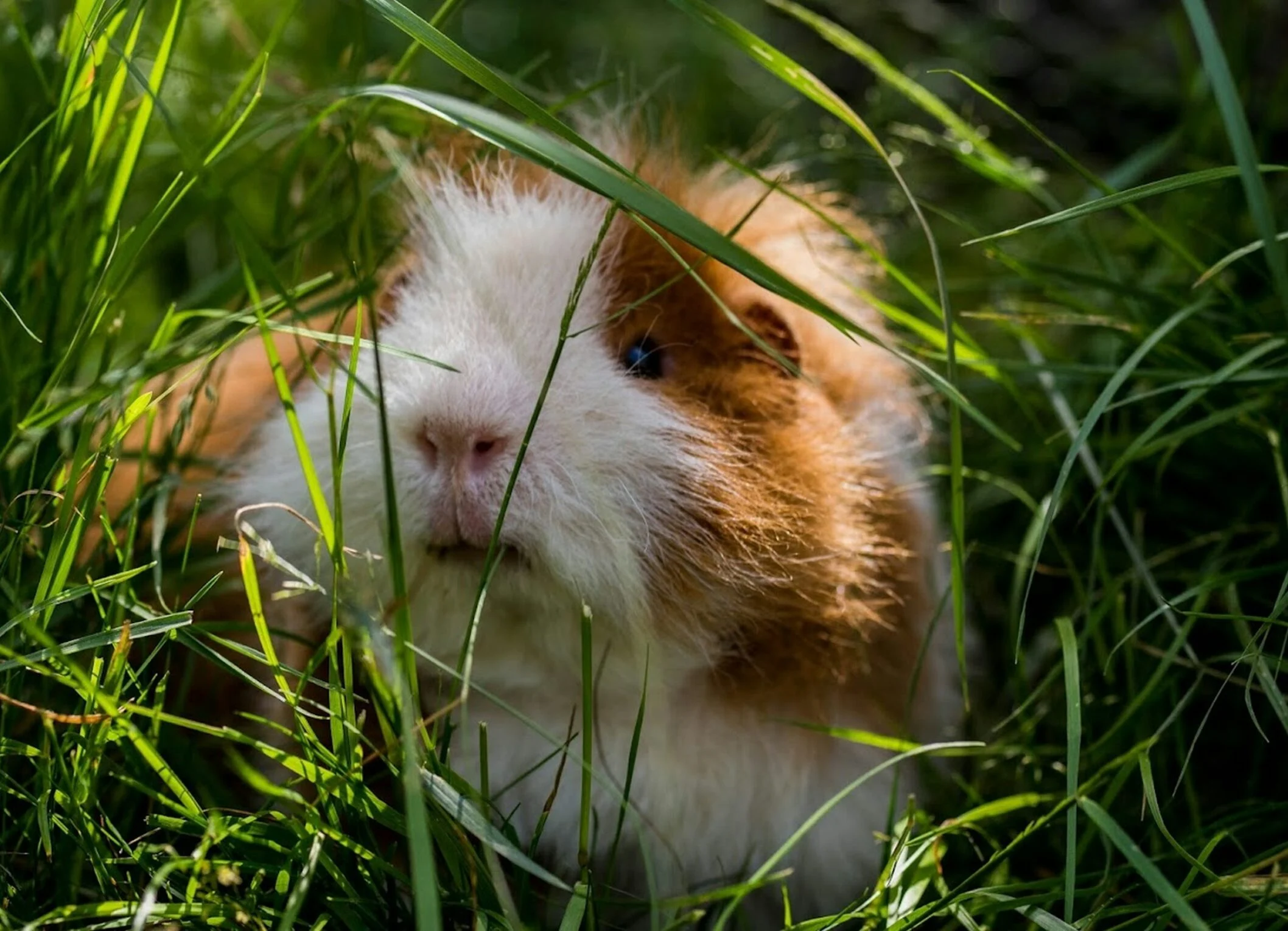 guinea pig in grass