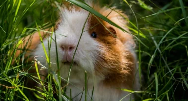 guinea pig in grass