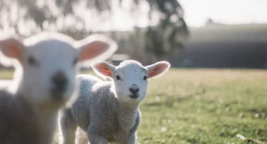 lambs
