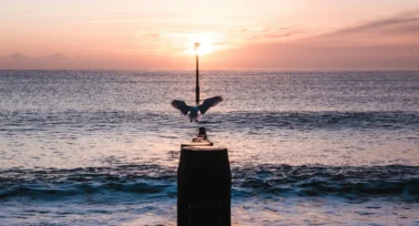 bird on teignmouth beach