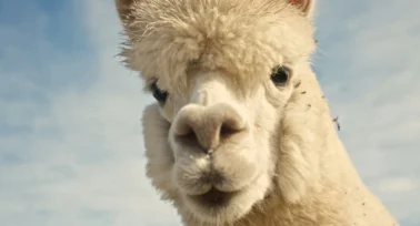 alpaca