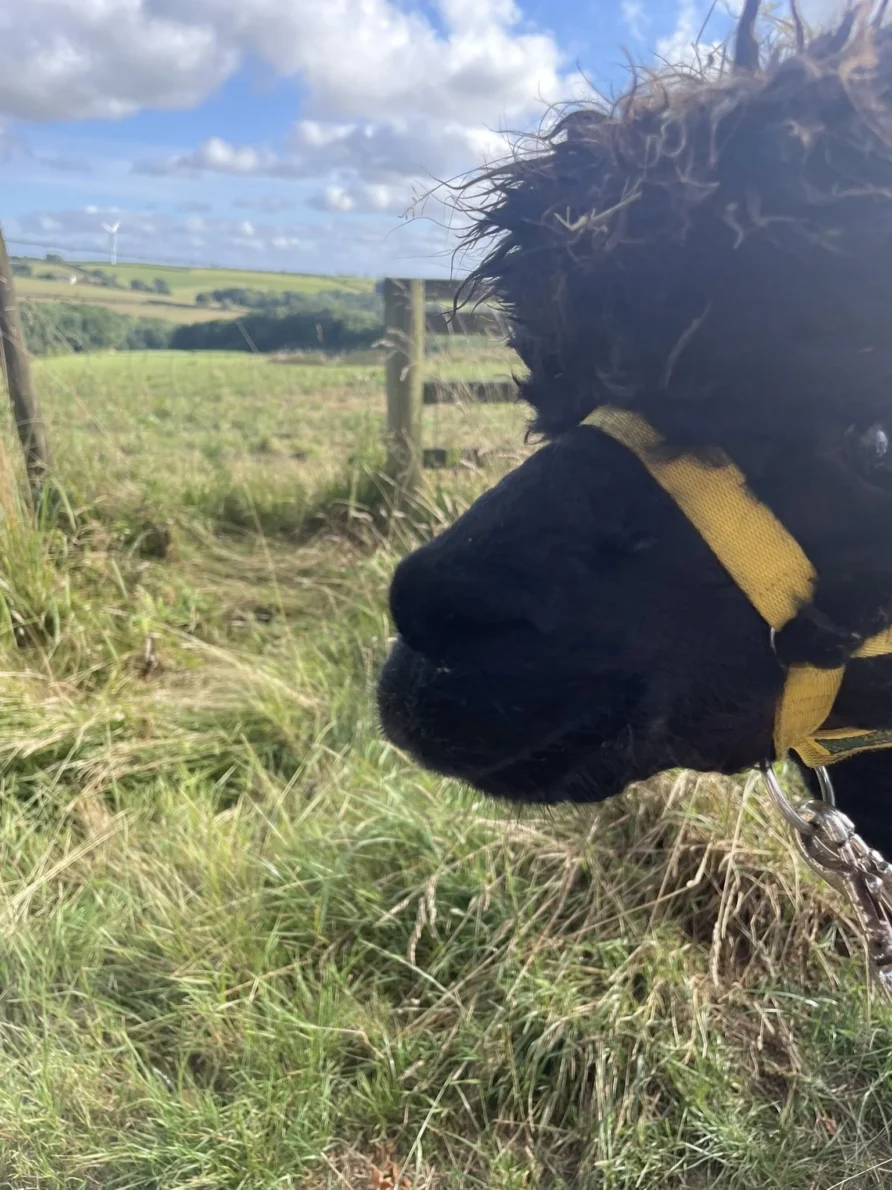 alpaca field