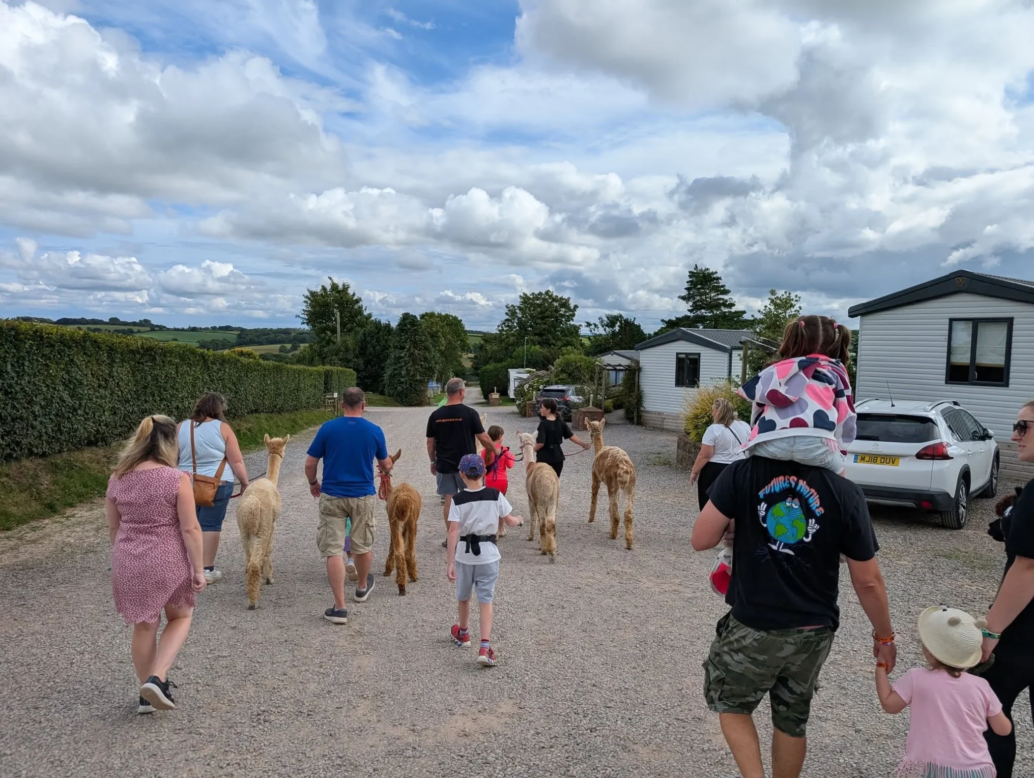 alpaca walking