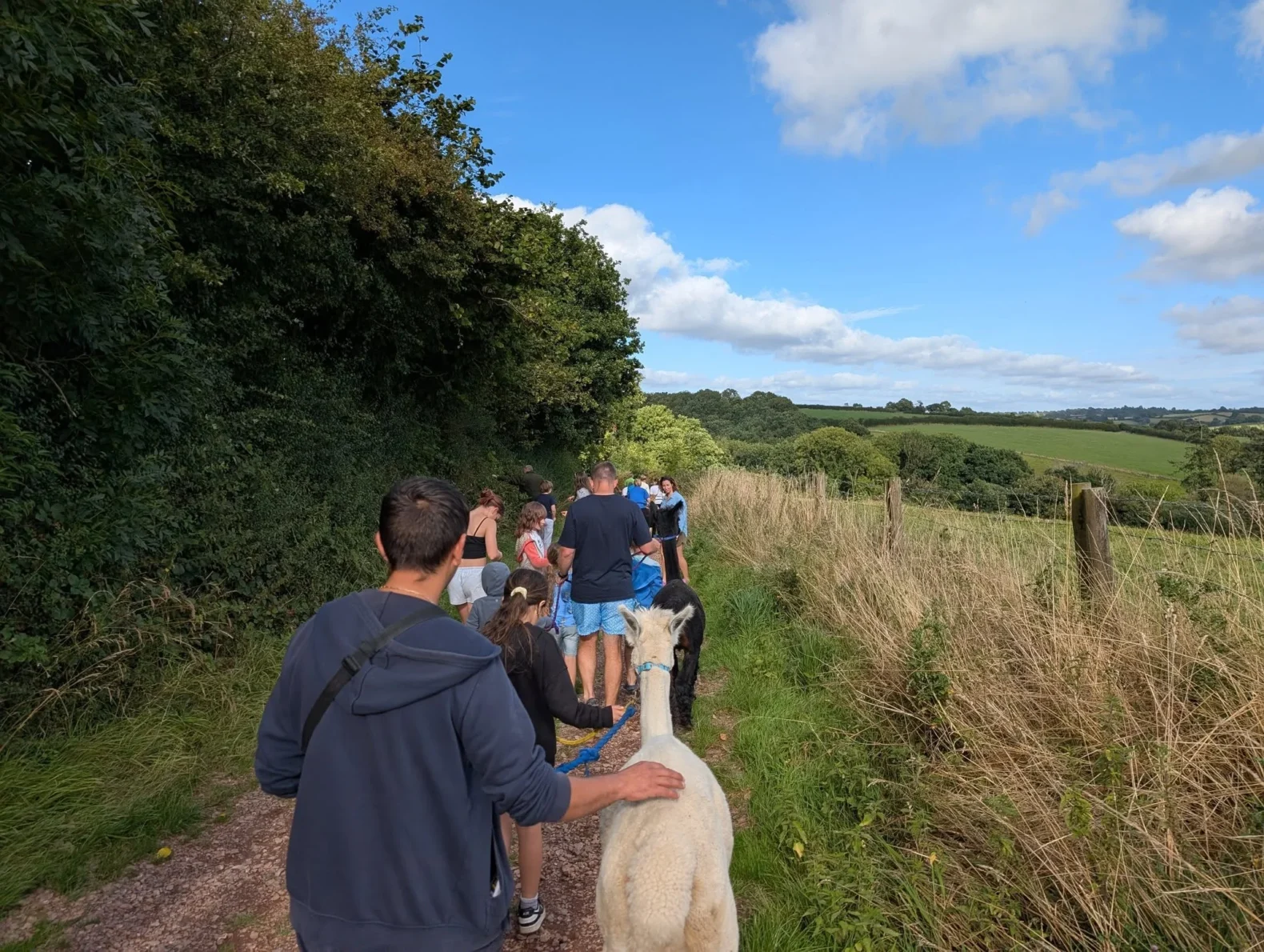 walking alpacas in the grazing field at yeatheridge