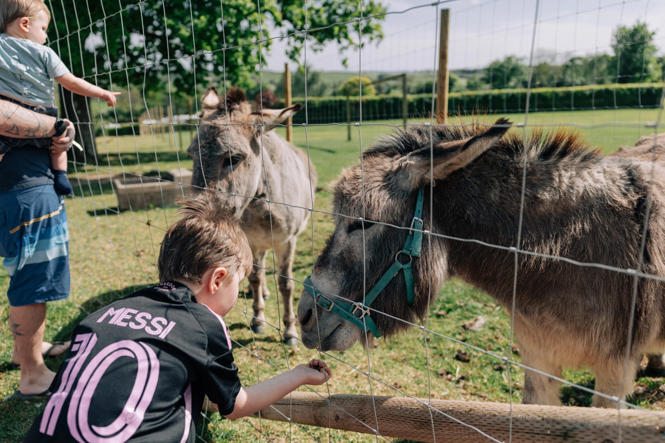 donkey at yeatheridge farm caravan park
