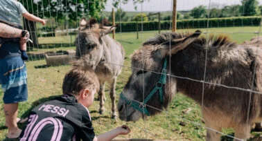 donkey at yeatheridge farm caravan park