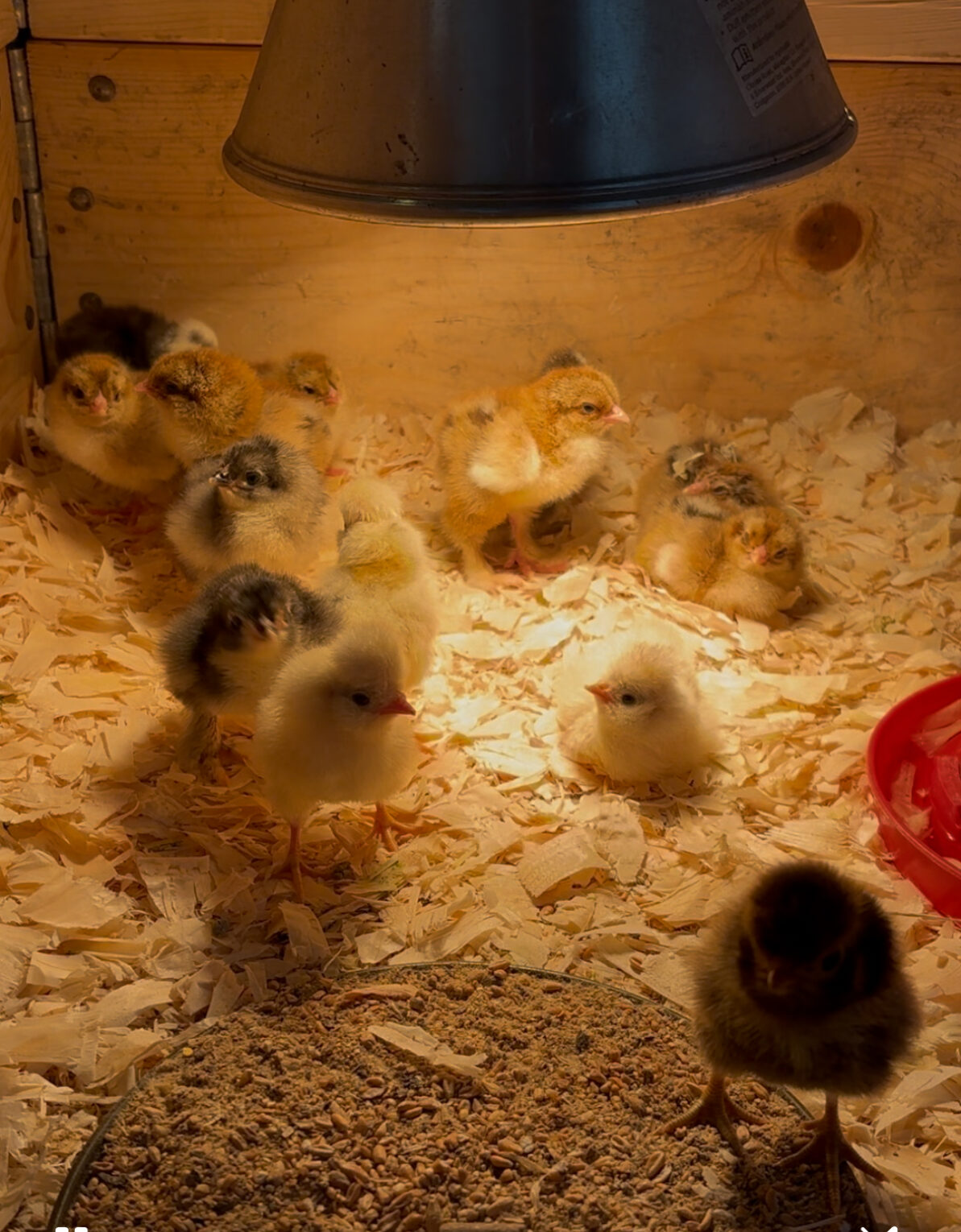 new chicks hatched at yeatheridge