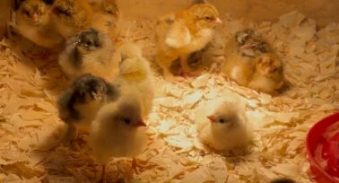 new chicks hatched at yeatheridge