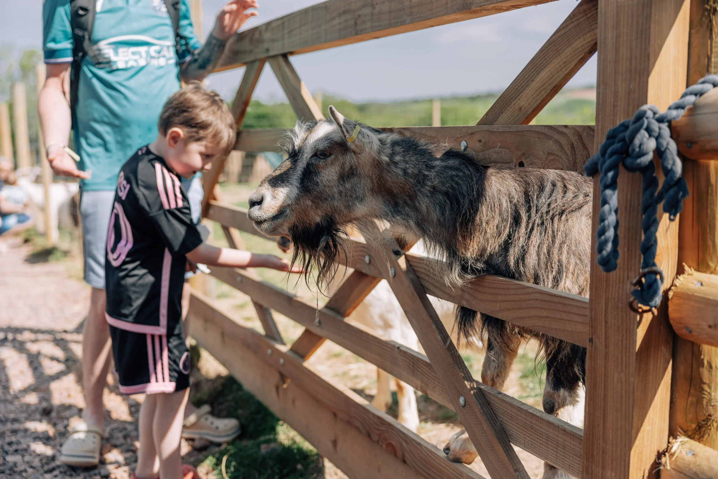 young child feeding goat