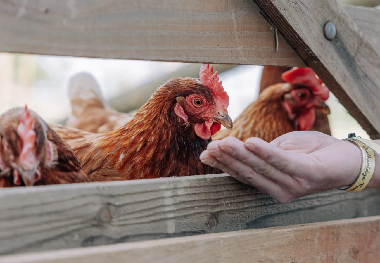 feeding the chickens at yeatheridge farm