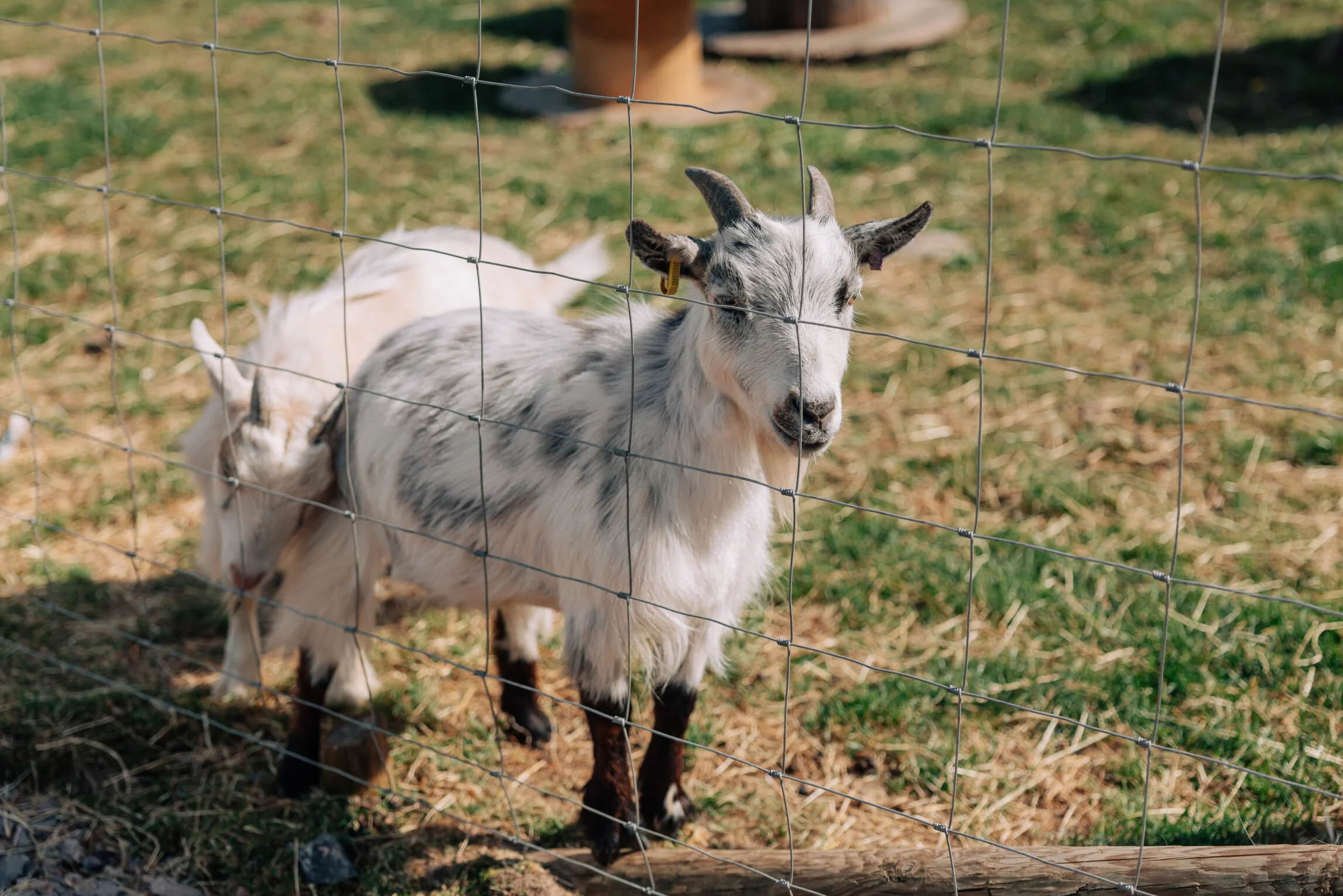 goat at Yeatheridge Farm
