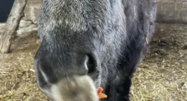 shetland pony being fed