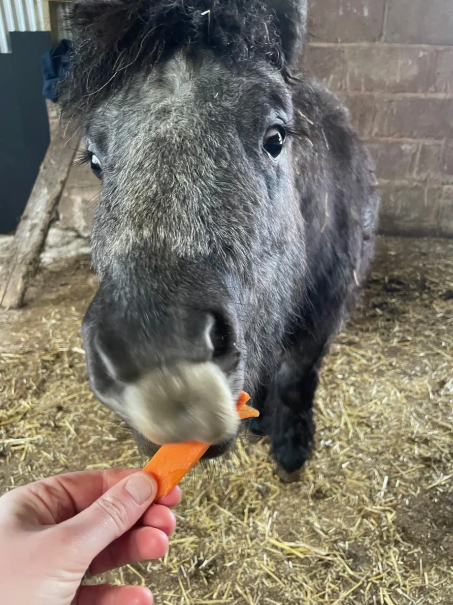 shetland pony being fed