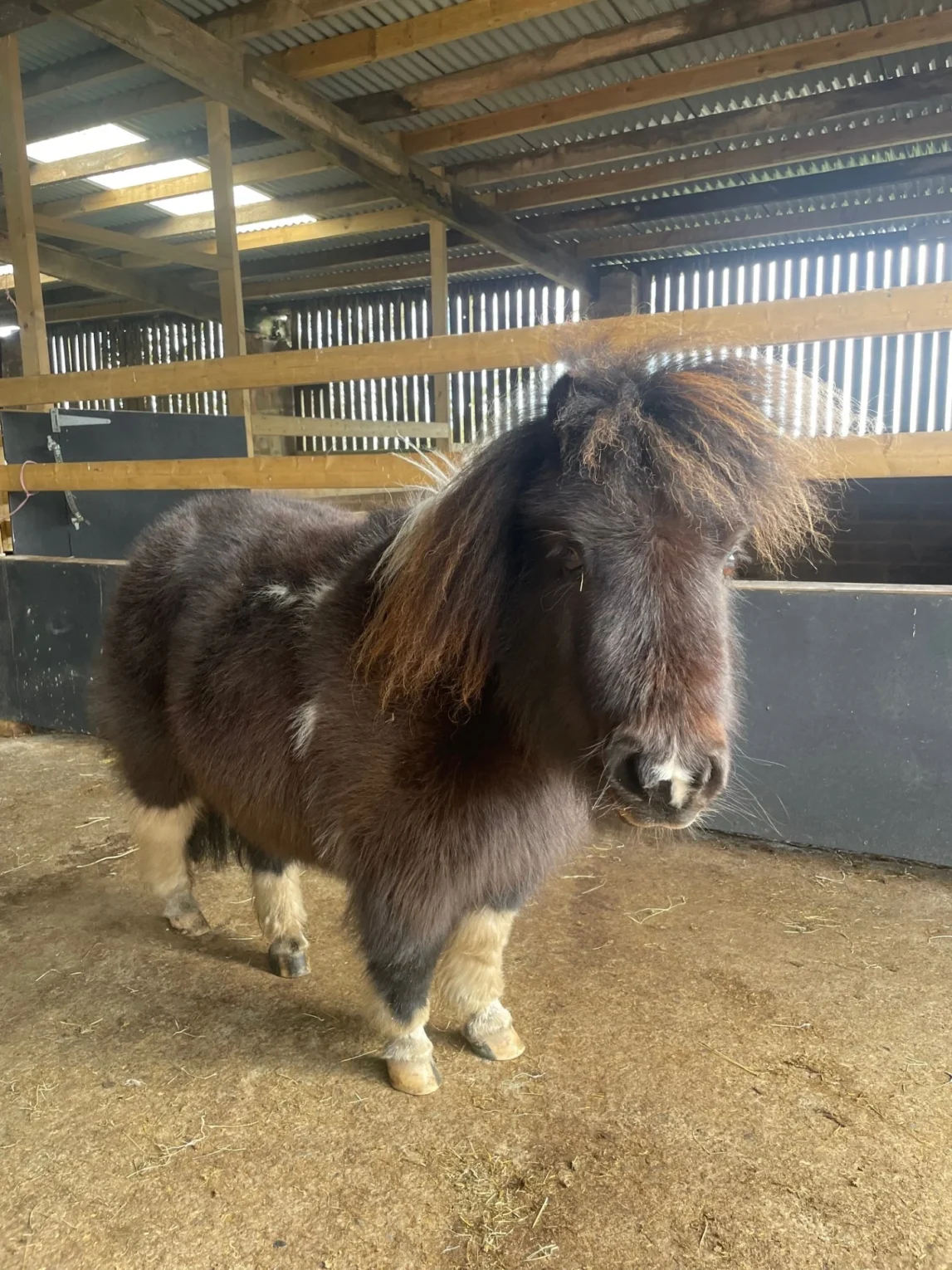 miniature shetland ponies