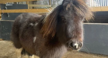 miniature shetland ponies