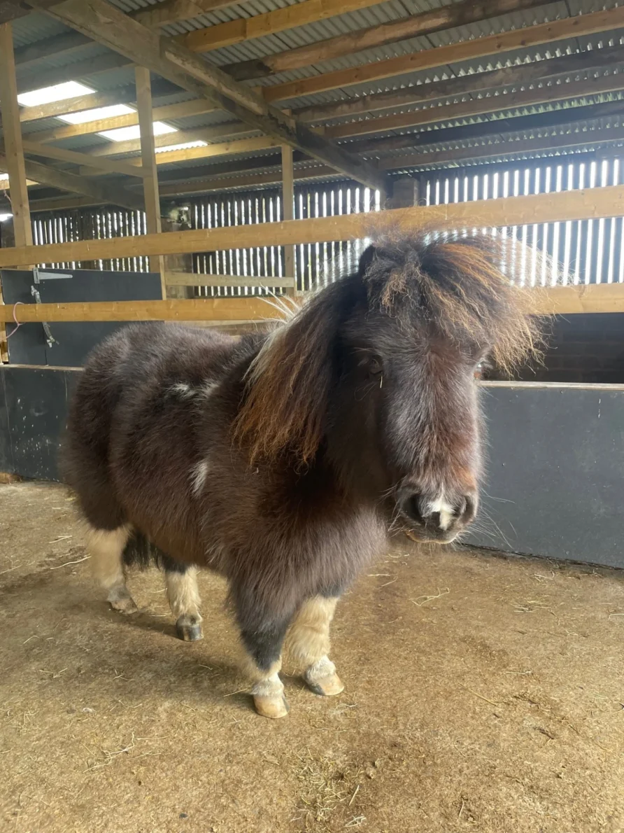 miniature shetland ponies